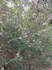 Melaleuca decussata