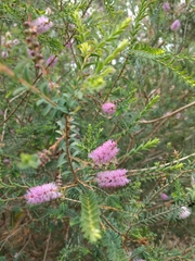 Melaleuca decussata