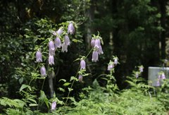 Campanula punctata hondoensis