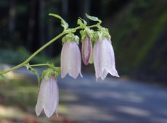 Campanula punctata hondoensis