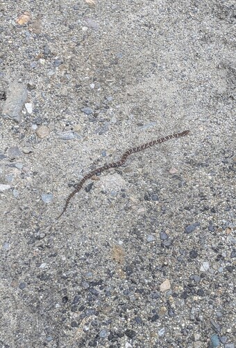 Manchurian Black Ratsnake