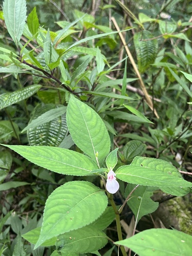 Impatiens truncata observed 2025-08-21
