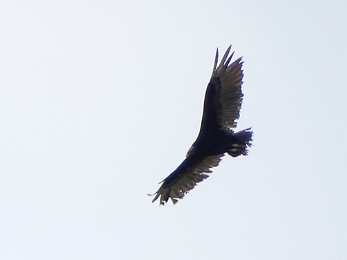 Turkey Vulture, Sasagawa, Tonosho, Katori District, Chiba, Japan, photo 9 of 10