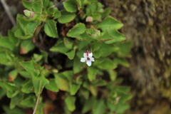 Viola veronicifolia
