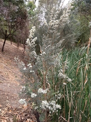 Leptospermum lanigerum