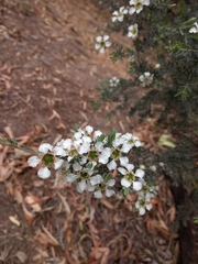 Leptospermum lanigerum