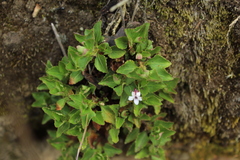Viola veronicifolia