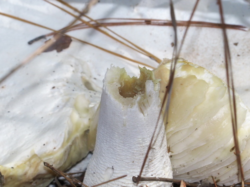 Plateful of Pyramids Lepidella