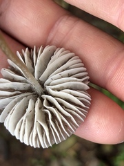 Mycena quiniaultensis
