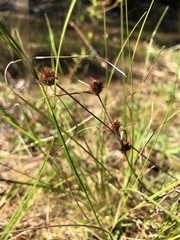 Rhynchospora microcephala