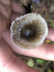 Mycena quiniaultensis