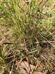 Rhynchospora microcephala