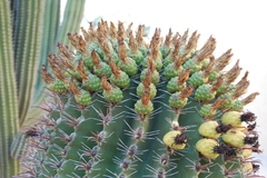 Ferocactus