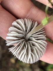 Mycena quiniaultensis