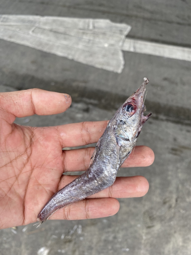 Coelorinchus formosanus
