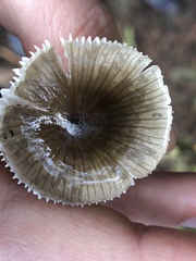 Mycena quiniaultensis