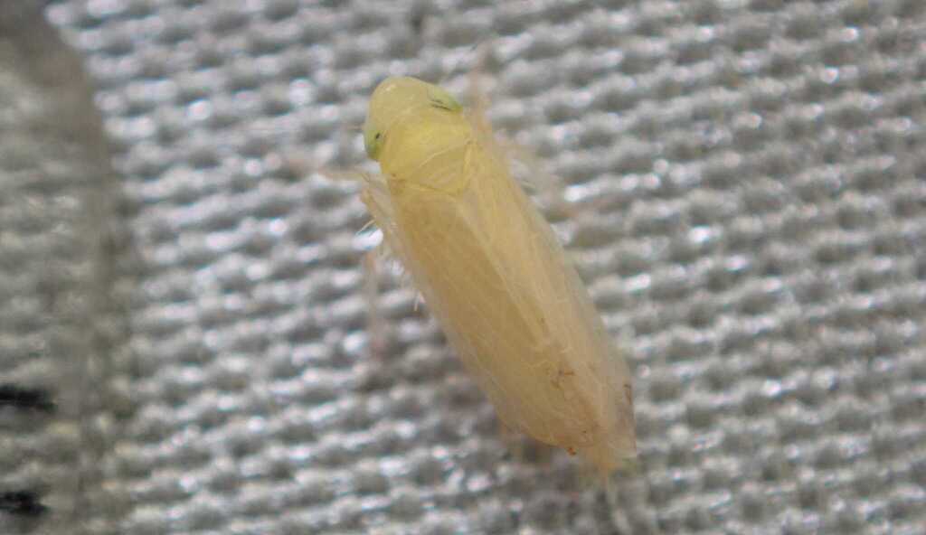 Erzaleus metrius