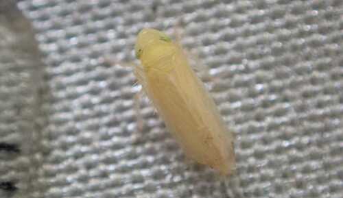 Erzaleus metrius