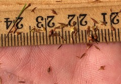 Rhynchospora microcephala