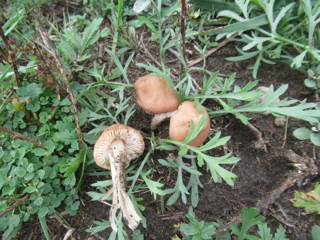 Marasmius oreades · September 2025 · photo: © smsergey (iNaturalist, cc-by-nc)