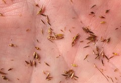 Rhynchospora microcephala