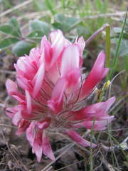 Trifolium macrocephalum