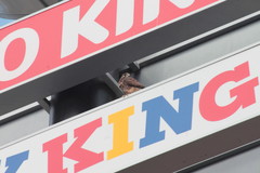 Falco tinnunculus canariensis