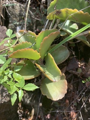 Kalanchoe sexangularis sexangularis