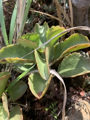 Kalanchoe sexangularis sexangularis