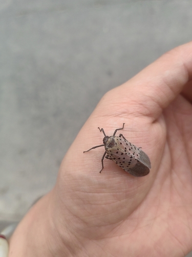 Spotted Lanternfly