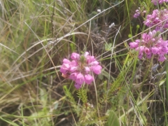 Erica cubica
