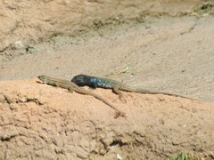 Gallotia galloti galloti