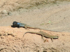 Gallotia galloti galloti