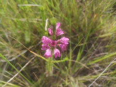 Erica cubica