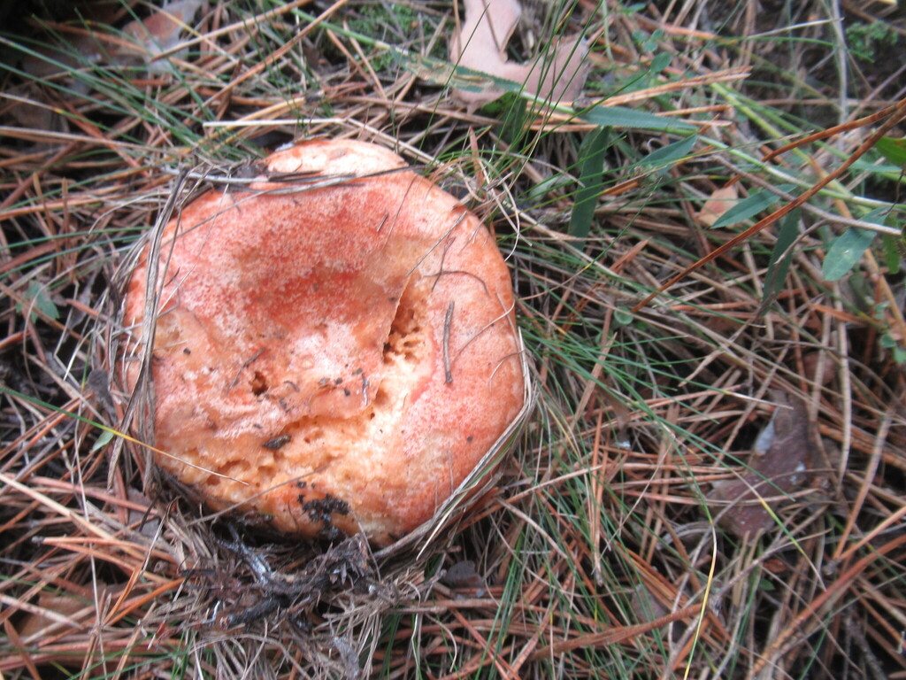 Lactarius deliciosus · September 2025 · photo: © smsergey (iNaturalist, cc-by-nc)