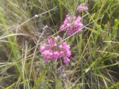 Erica cubica