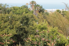 Nycticorax nycticorax