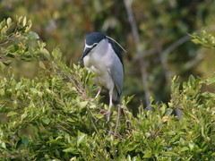 Nycticorax nycticorax