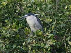Nycticorax nycticorax