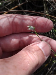 Evolvulus sericeus