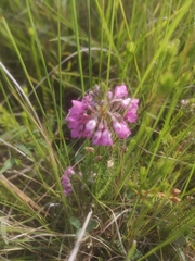 Erica cubica