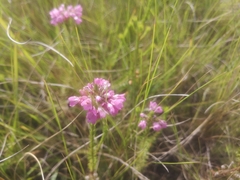 Erica cubica