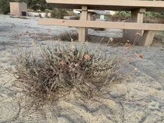Eriogonum fasciculatum polifolium