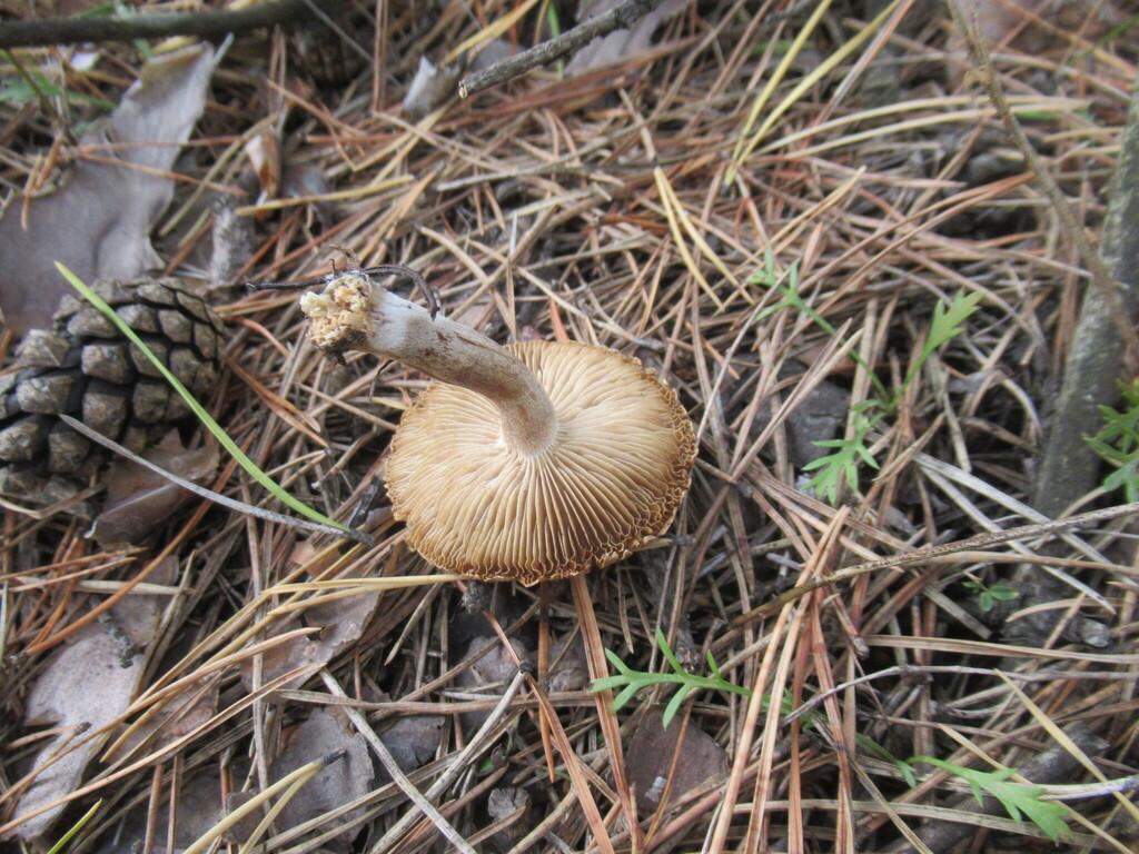 Inocybe lacera