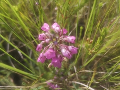 Erica cubica
