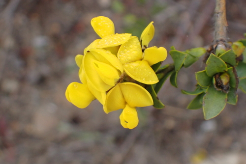 Hairy Mountainpea (Liparia hirsuta)