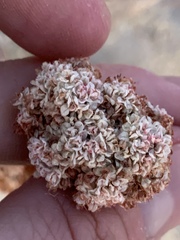Eriogonum fasciculatum polifolium