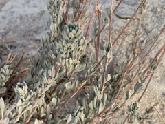 Eriogonum fasciculatum polifolium