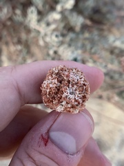 Eriogonum fasciculatum polifolium