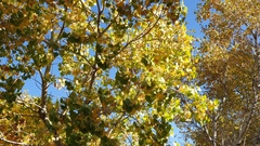 Populus fremontii fremontii